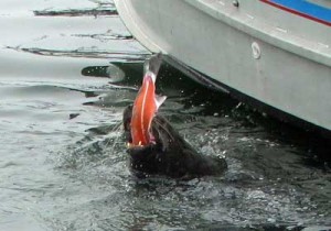 A photo of a harbor seal being fed from a boat (an illegal activity)