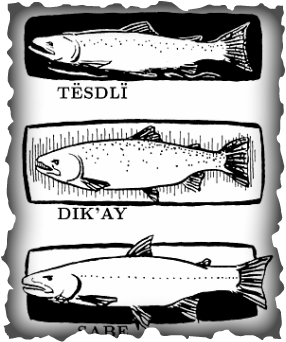 An illustration depicting three different Salmon species with a caption under each that gives their local Native American language names (with accent marks)