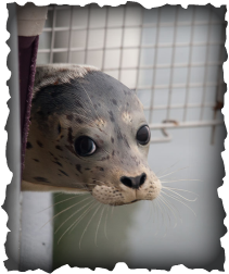 Photo of a Harbor Seal looking into the camera