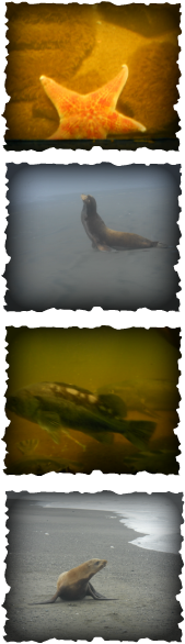 A panel of four photos depicting a Leather Starfish, a California Sea lion facing left, a Rockfish, and a California Sea Lion