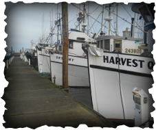 Photo of fishing boats in Westport, WA