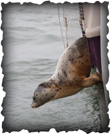 Photo of a Harbor Seal diving into the ocean