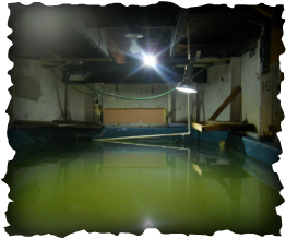 A behind-the-scenes photo of one of the main Aquarium tanks