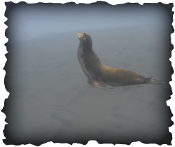 A photo of a sea lion on the beach
