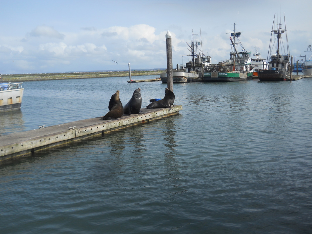 A photo of three sea lions on an empty floating dock in Westport, WA