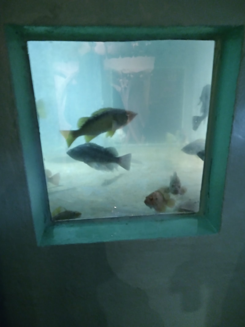 Photo of an Aquarium Tank Viewing Window, big fish swimming in tank