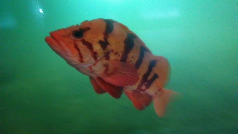 Photo of a Tiger Rockfish